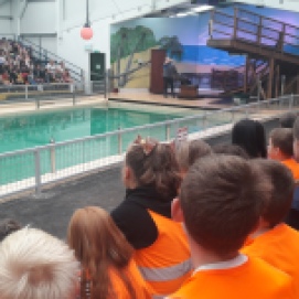 Sea Lion Show